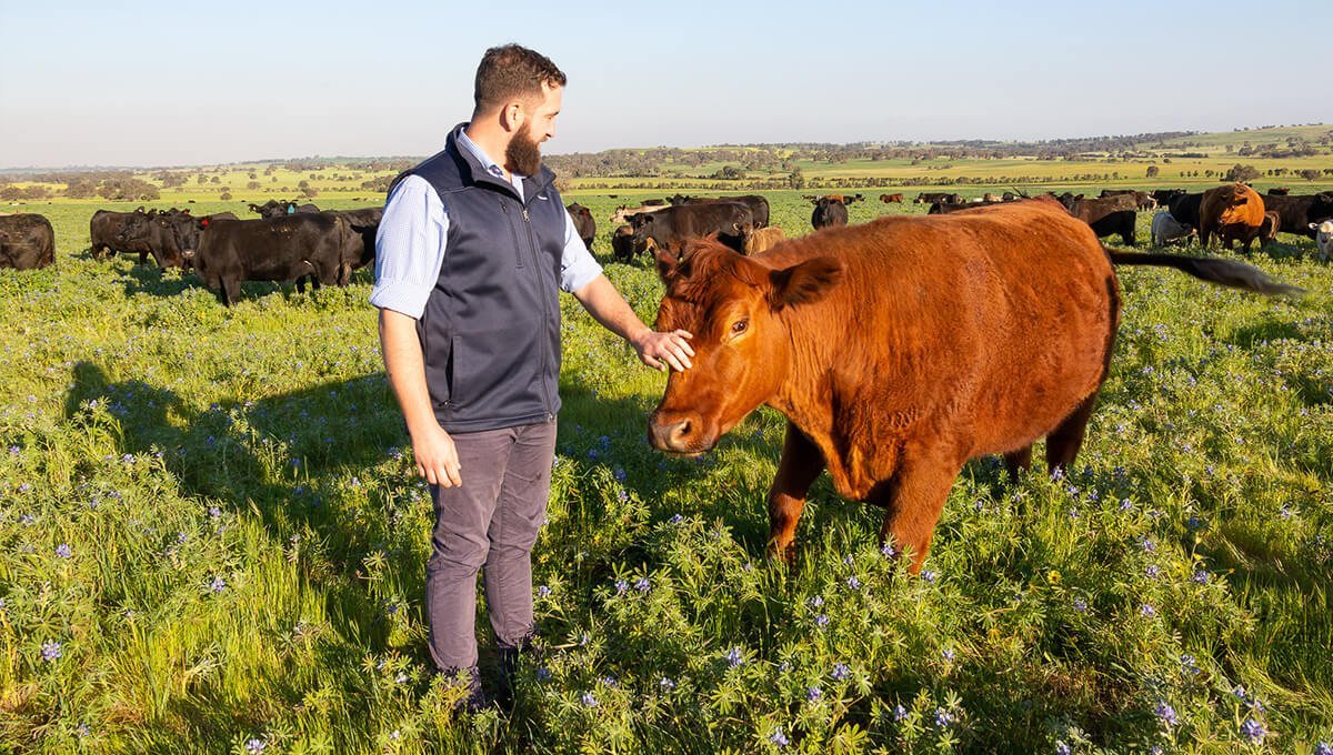 Meet Dandaragan Organic Beef's friendly and super healthy herd