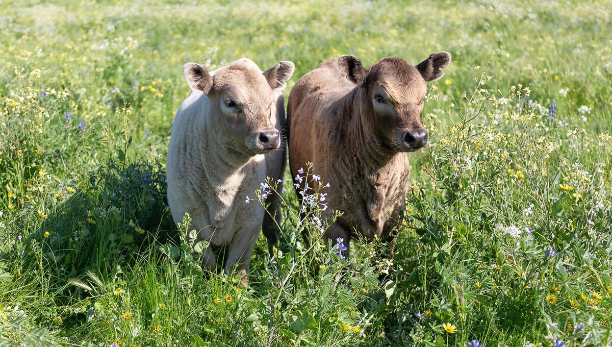 Two little calves enjoying the tall delicious pasture grasses